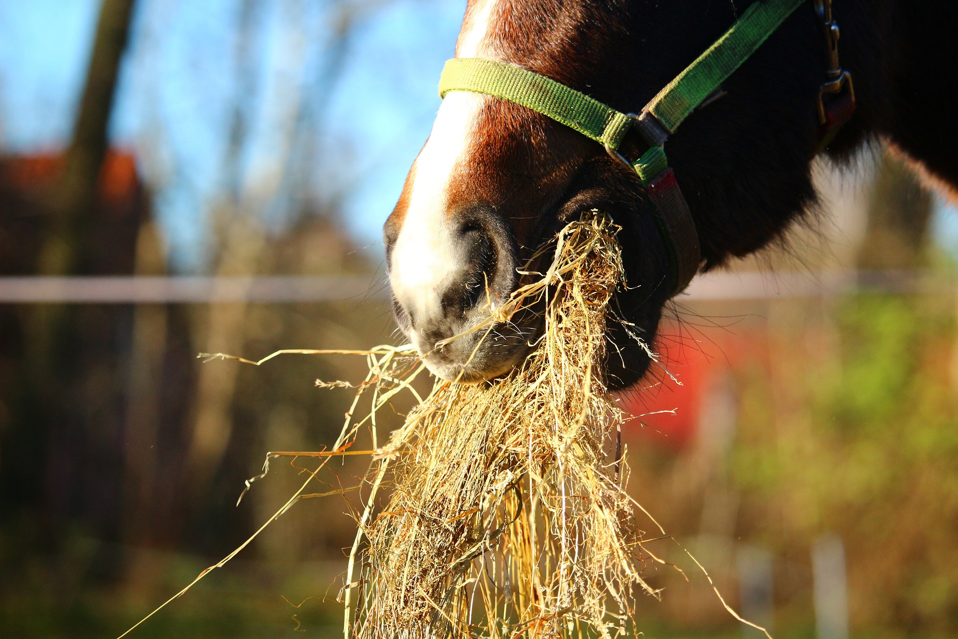 Heunetz für Pferde – ein nützlicher Begleiter durch den Pferdealltag