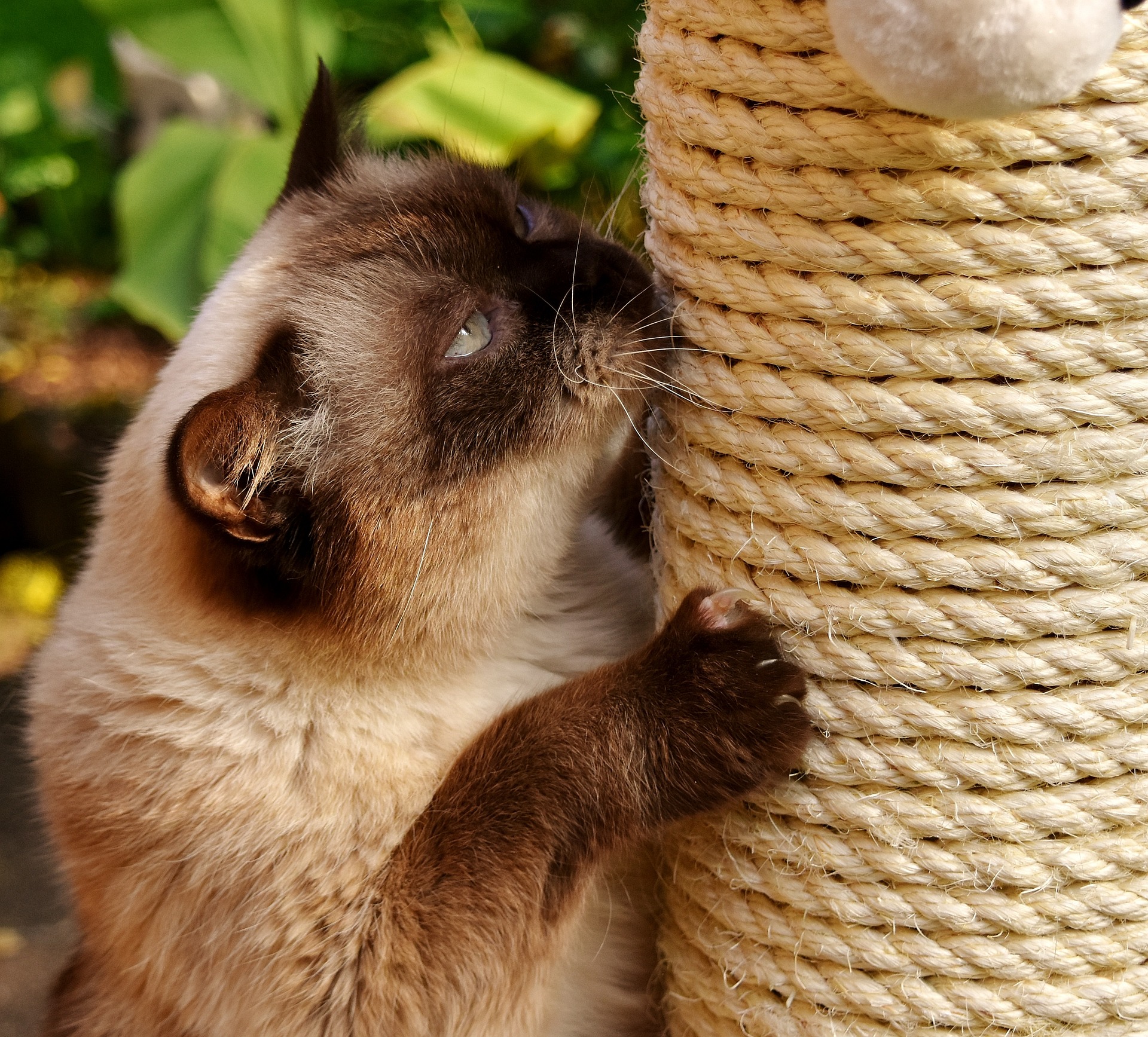 Kratzbaum für Katzen – Bewegung im Haus