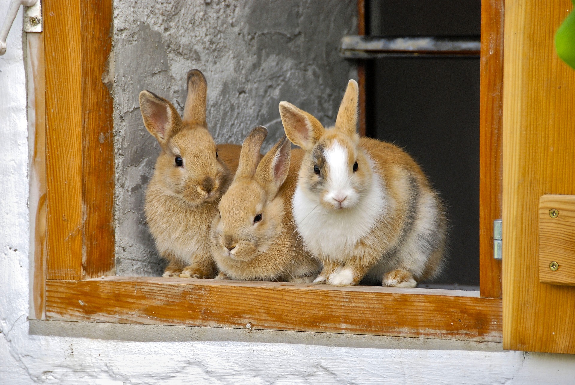 Wichtige Anschaffungen für glückliche Kaninchen