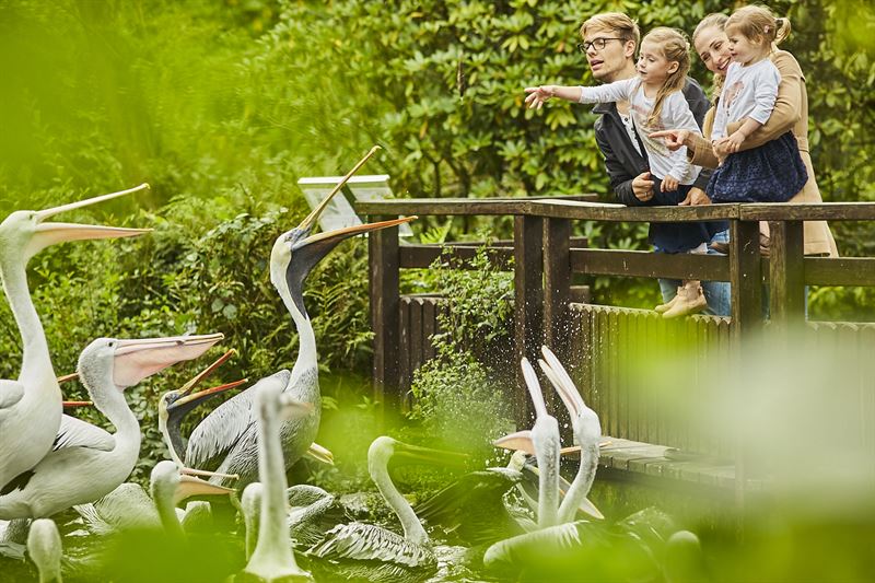 Am 15. Mai ist internationaler Tag der Familie: Der Weltvogelpark berichtet von Rabeneltern, Patchworkfamilien und verjagtem Nachwuchs