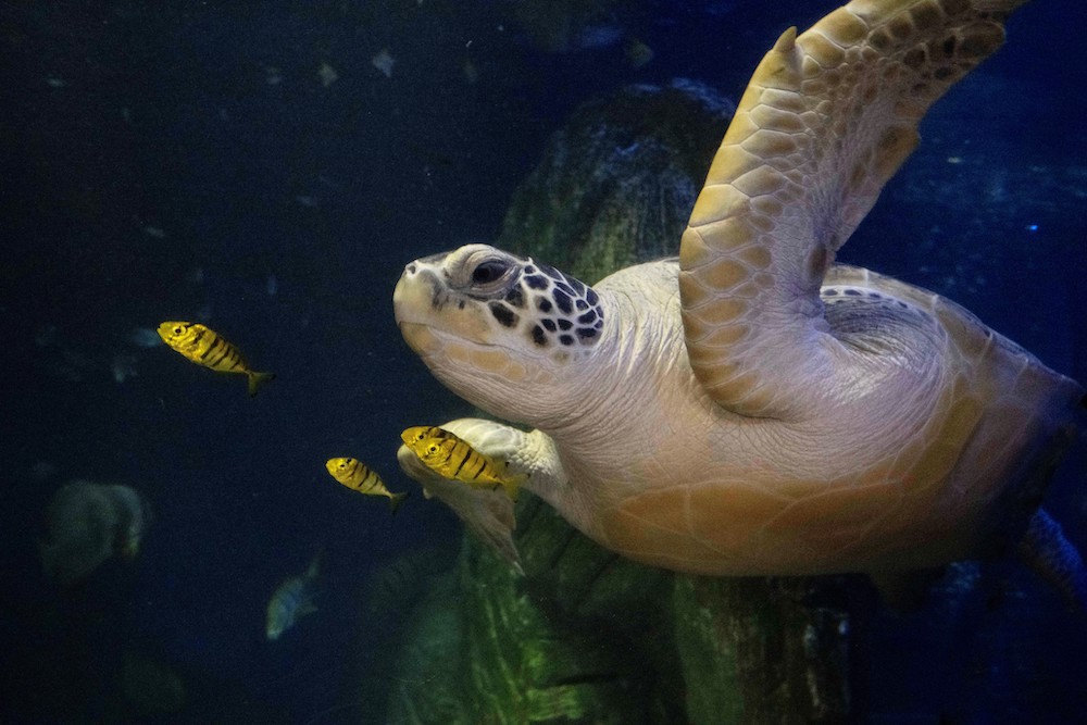 SEA LIFE München im Schildkröten-Fieber